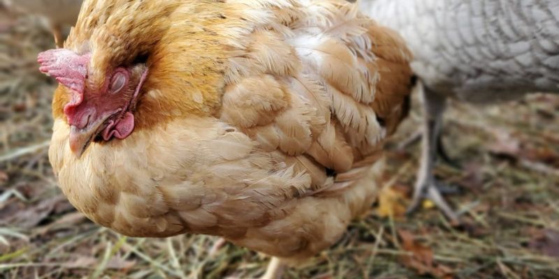 Cách trị bệnh cầu trùng ở gà chọi cực hiệu quả 